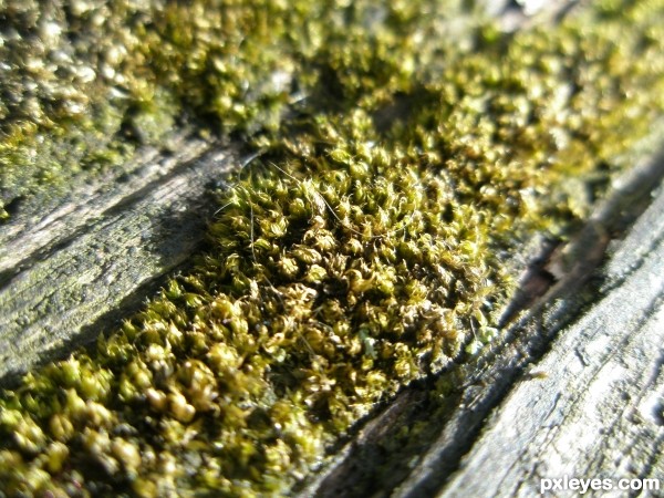 Bench Lichen